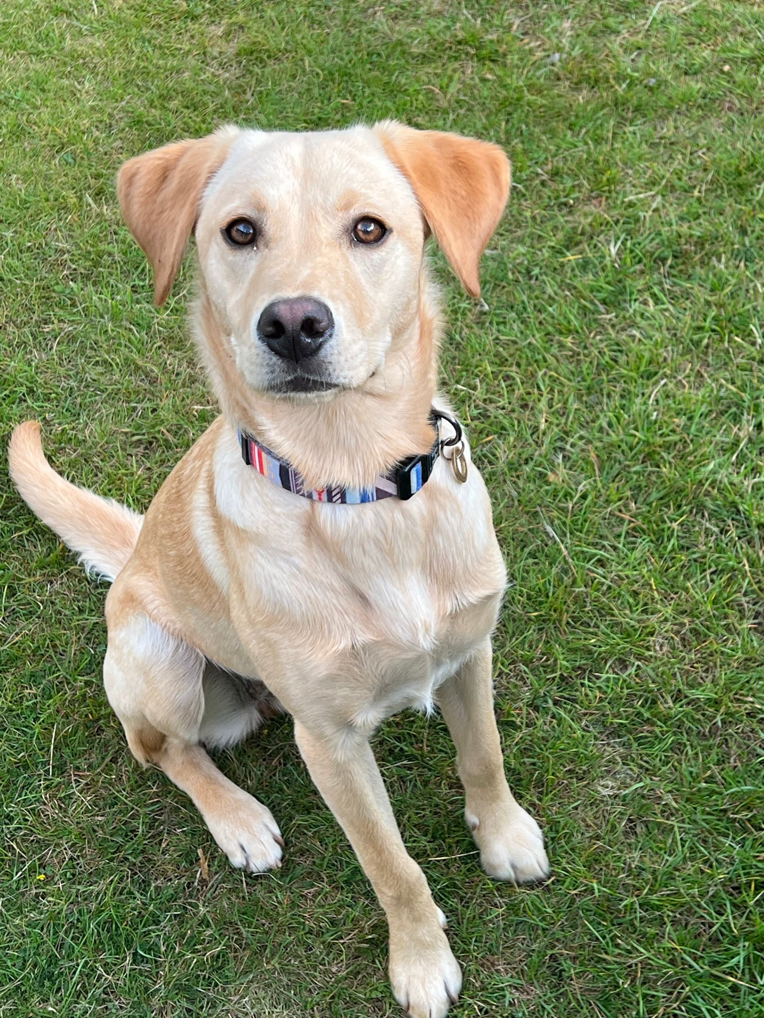 Charlie, der Hund von Andreas und Gabriele Tirsch, gehört zum Team von Schottland für Alle