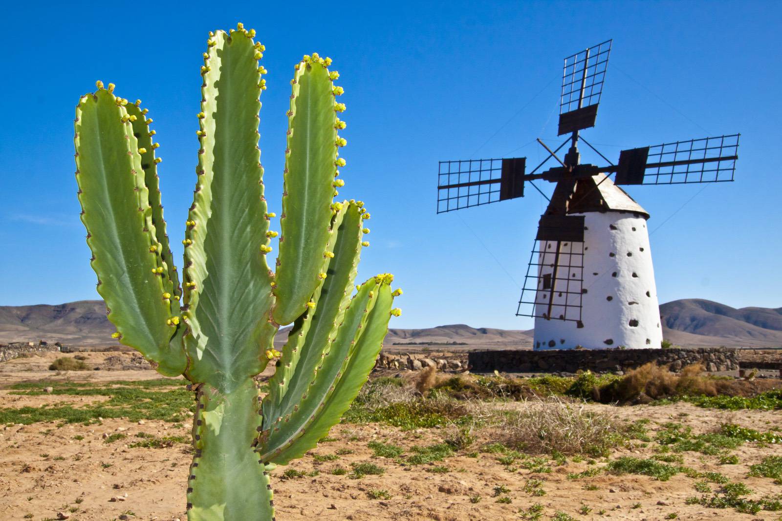 windmuehle-mit-kaktus-malta-barrierefrei-reisen