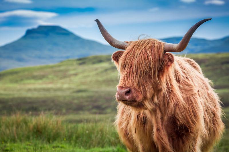 schottland-hochlandrind-barrierefrei-reisen